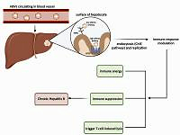 Poly(Ethylene Glycol)-Poly(Lactic Acid) TLR7 Agonist as a Novel HBsAg Immune Response Stimulant